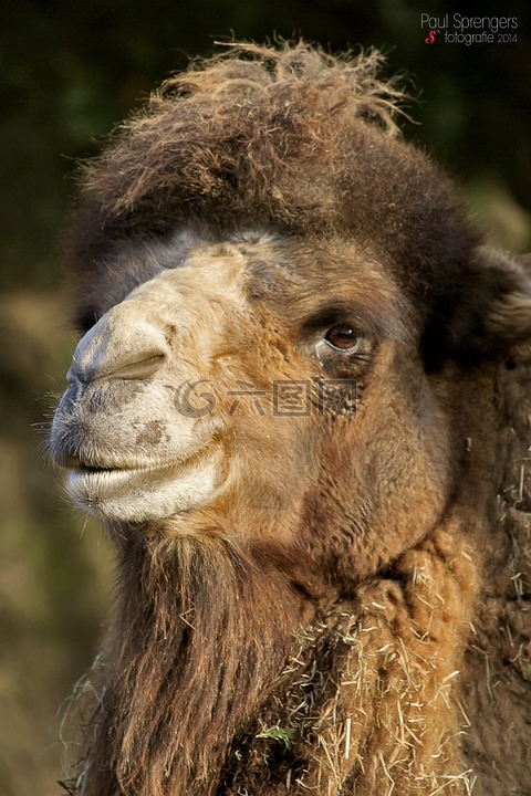 駱駝,沙漠船,動(dòng)物園