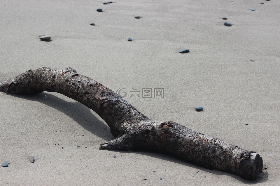 日志,沙,海灘