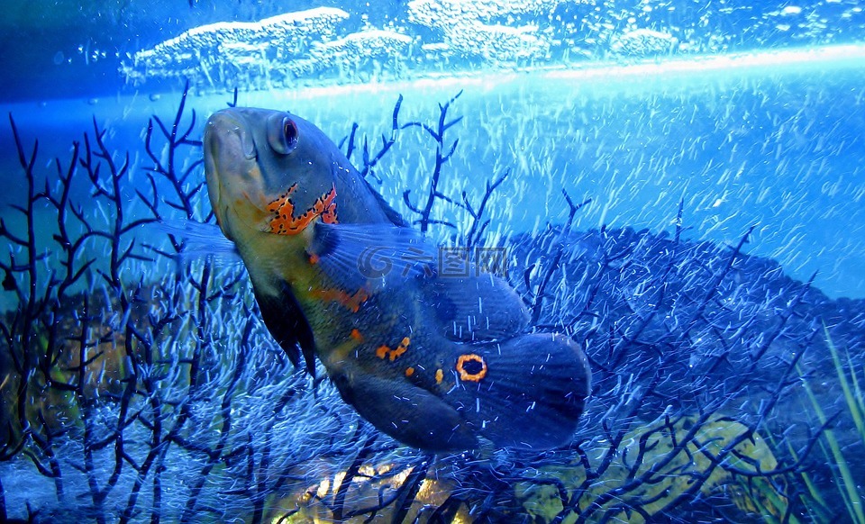 蓝色,鱼,水族馆