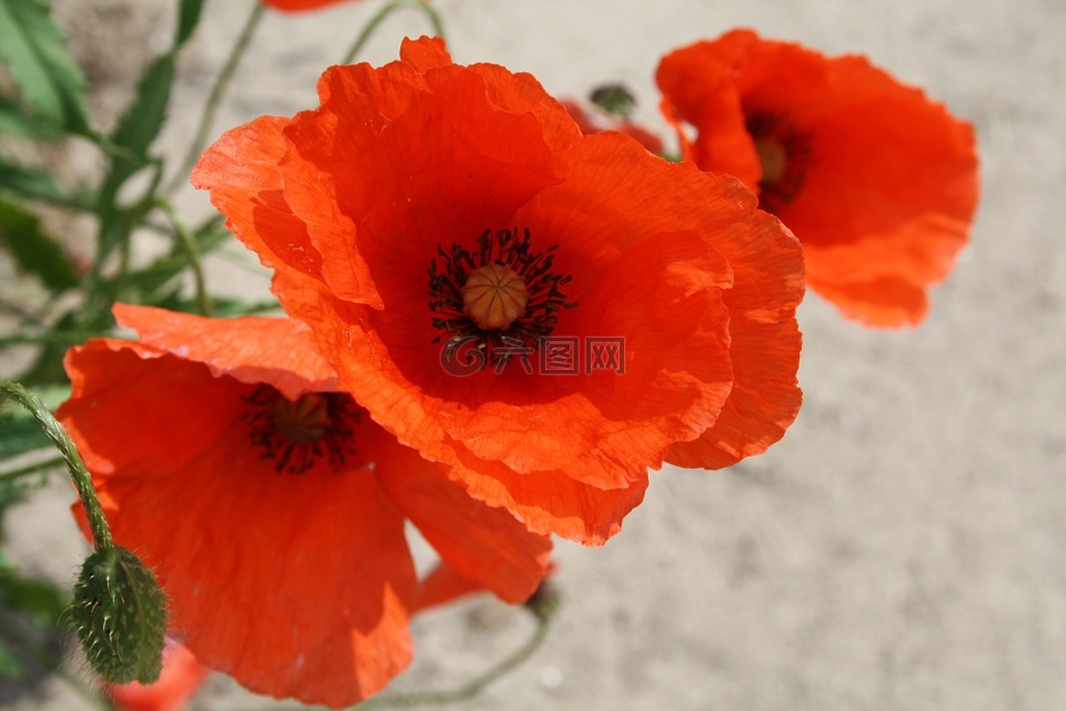 罂粟,klatschmohn,罂粟花