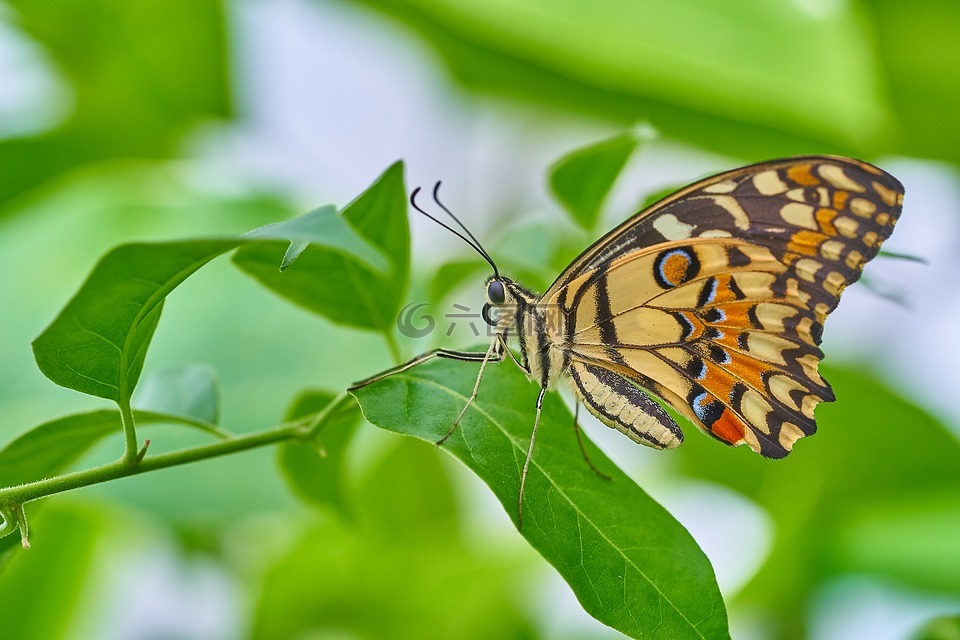 蝴蝶,性質,昆蟲