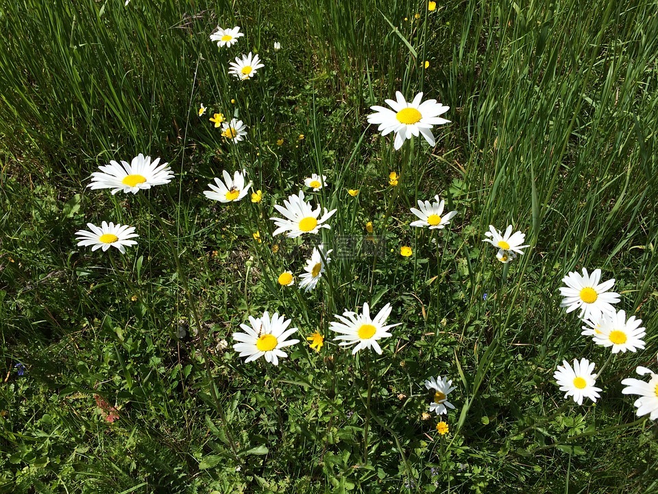 雛菊,性質(zhì),高山