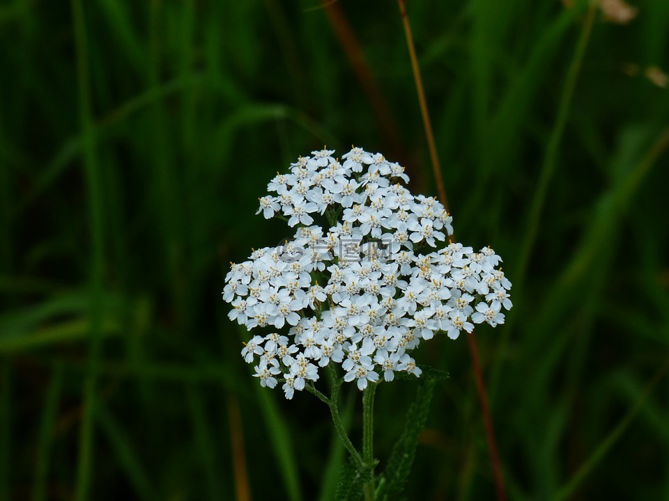 蓍草,開花,白