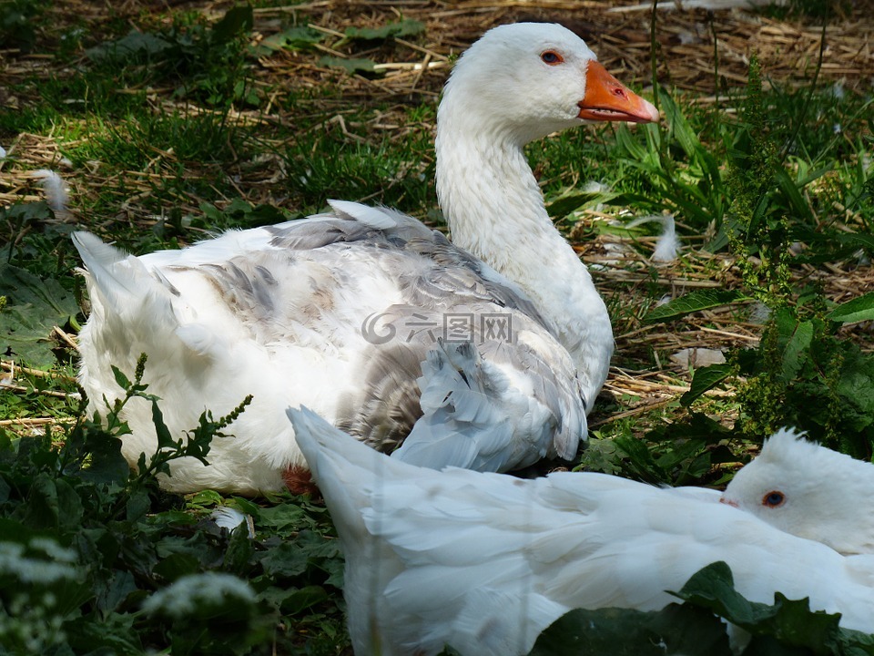 鵝,動物,國內(nèi)鵝