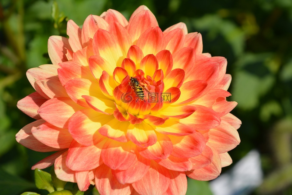 花,性質(zhì),廠