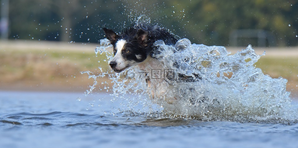 边境牧羊犬,跳转,水