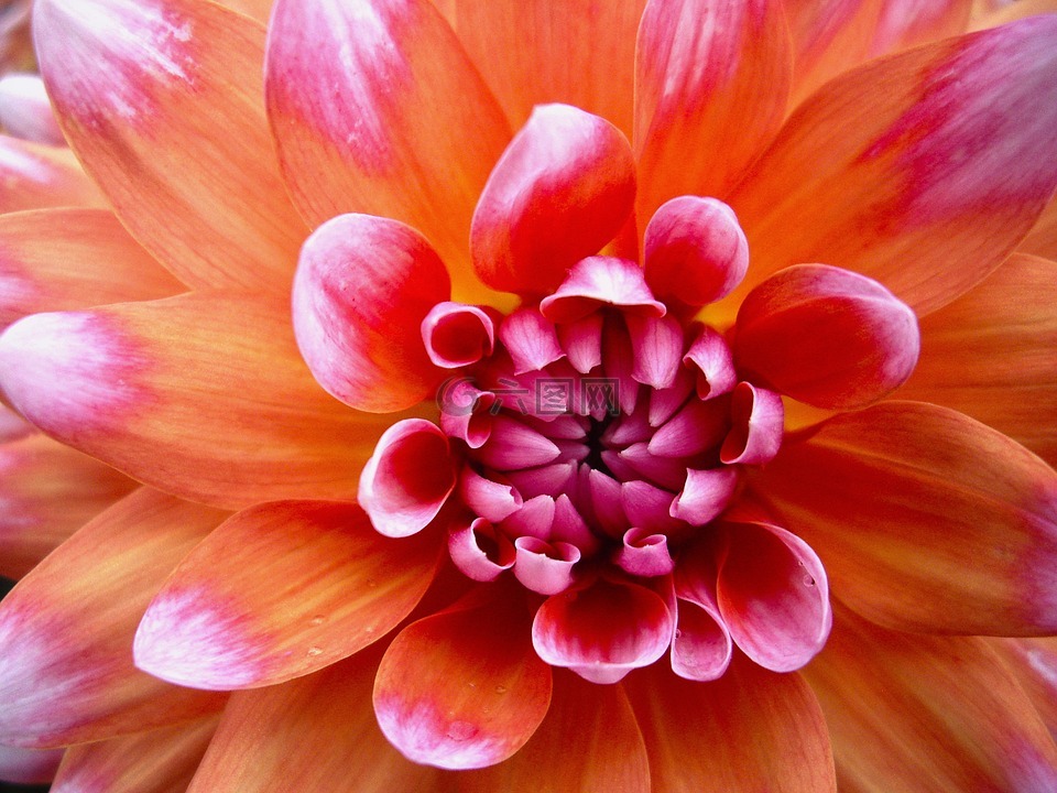 花,性質,花瓣