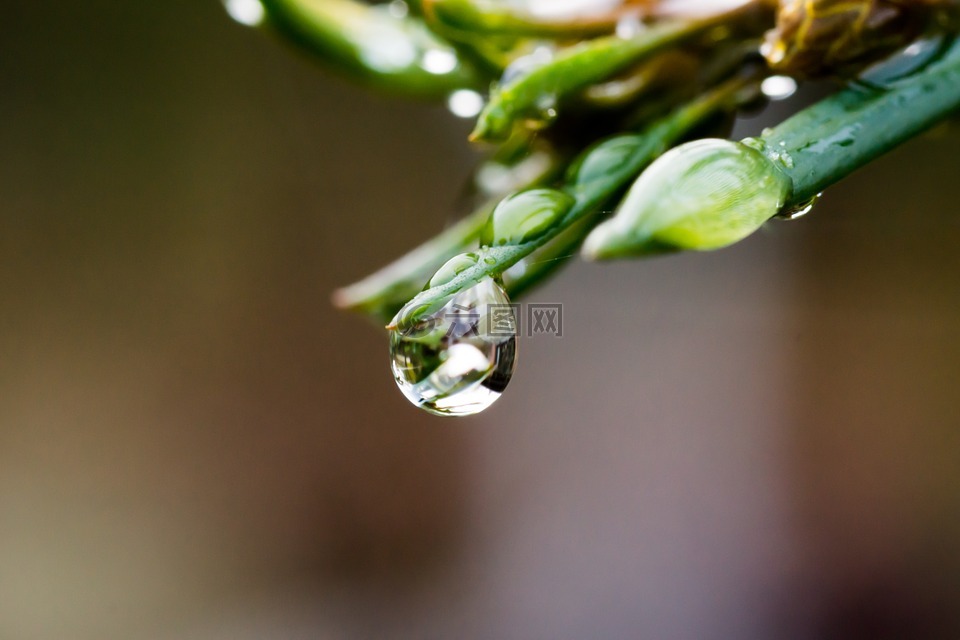 一滴水,滴,水