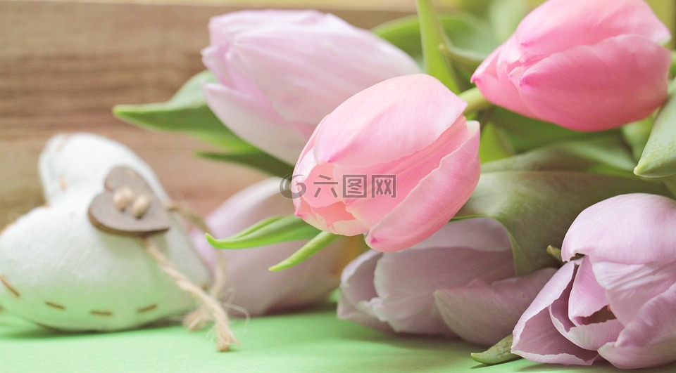 郁金香,鮮花,心臟