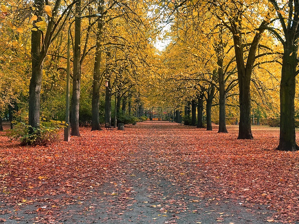 秋,公園,胡同