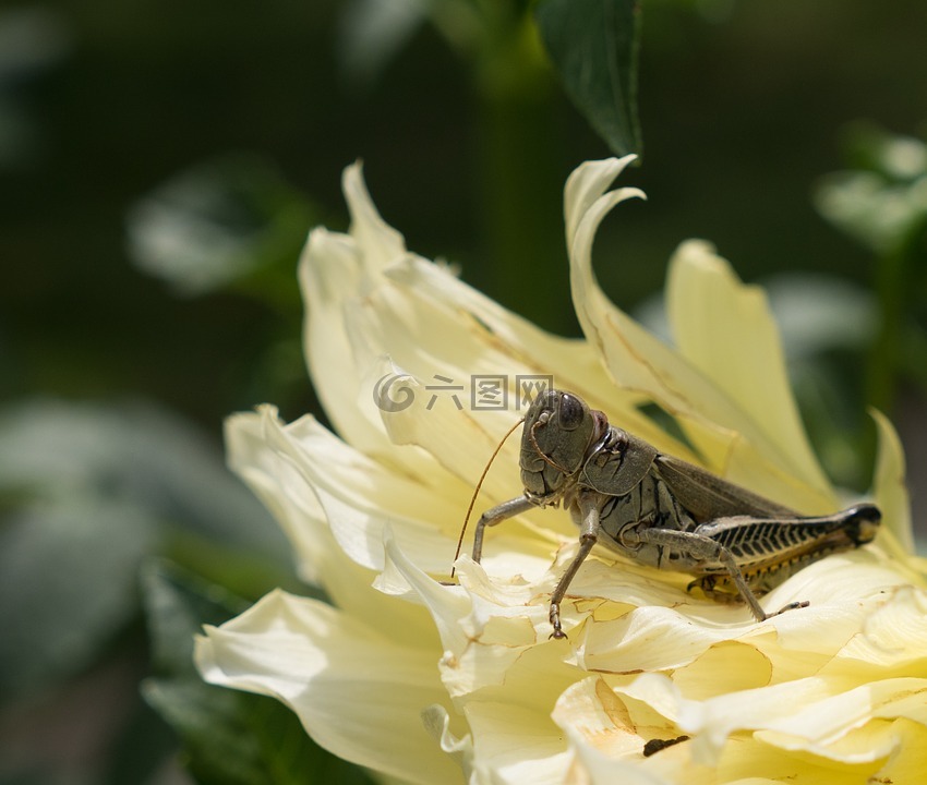 蝗蟲(chóng),花,百日草