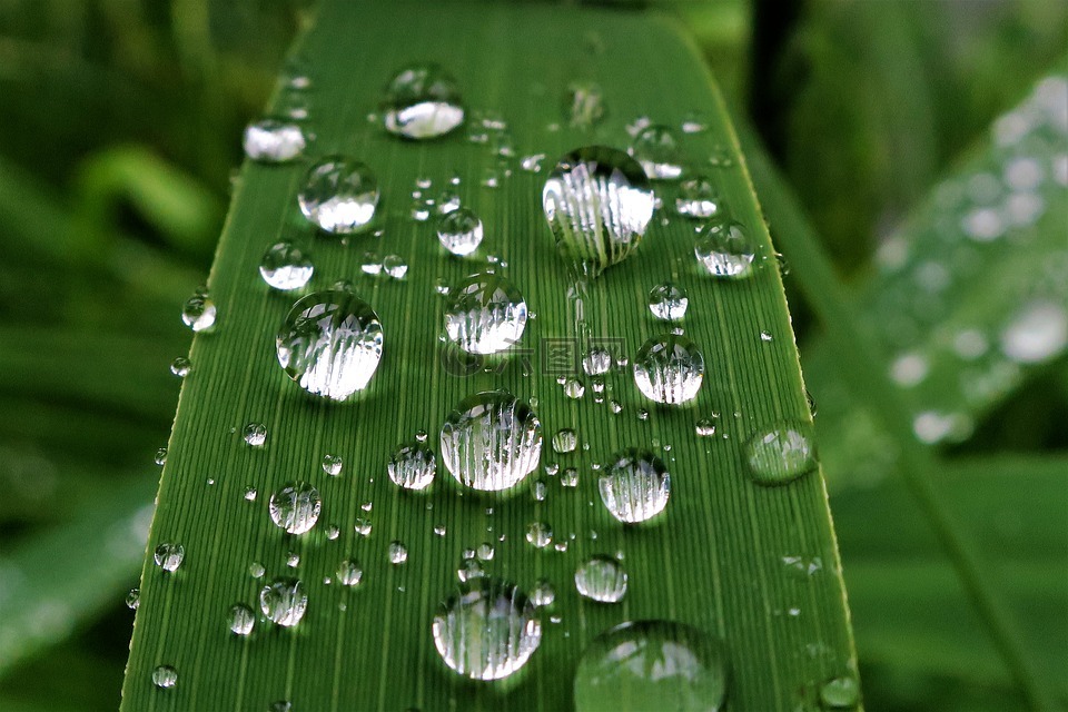 雨滴,露水,芦苇,编号是7208610,格式是jpg,该雨滴,露水,芦苇素材大小