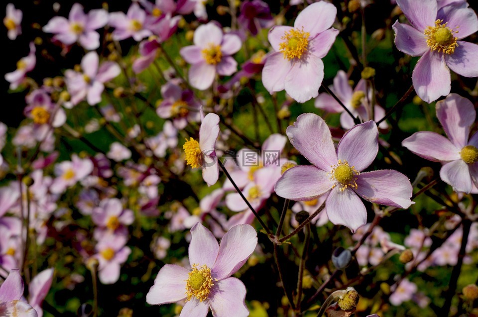 鮮花,盛開(kāi),粉紅色的花