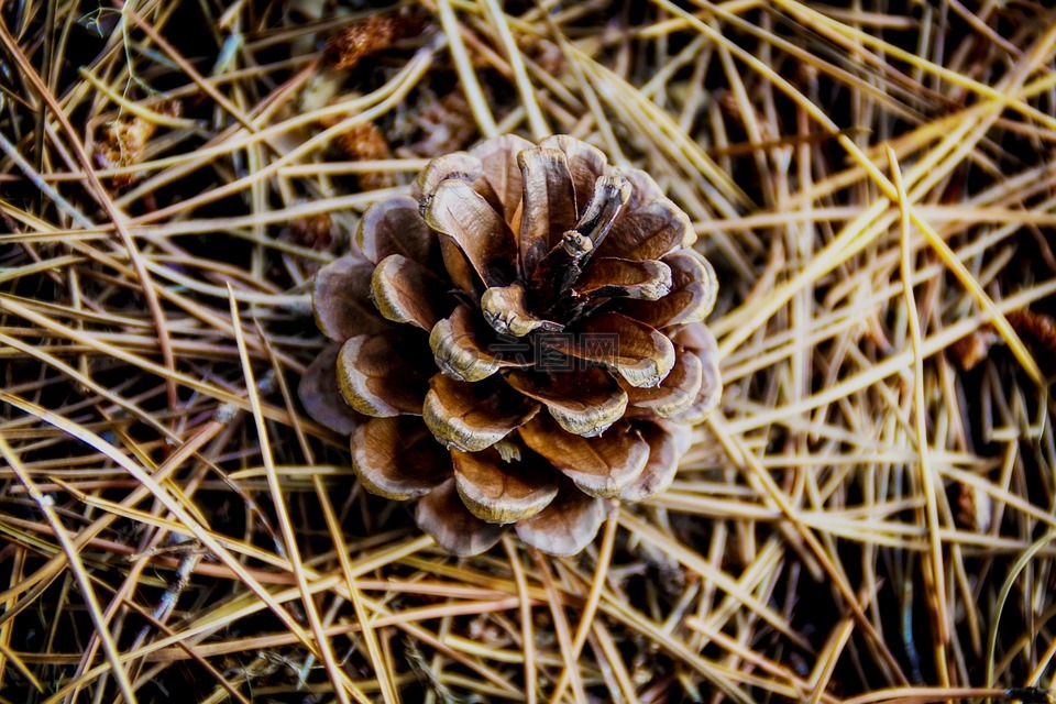 森林,松果,点
