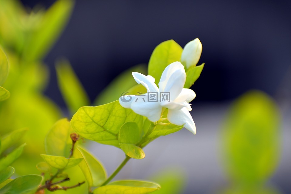 阿拉伯茉莉花,茉莉茉莉,motia