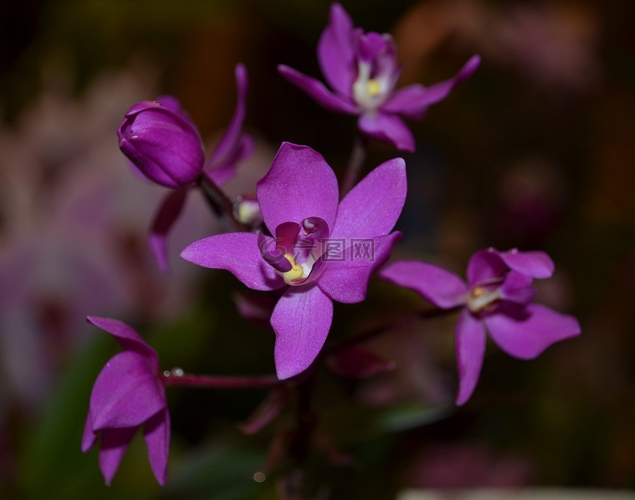 兰花,紫色,花