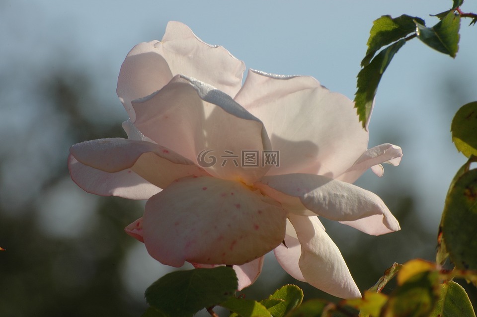 玫瑰,白,開花
