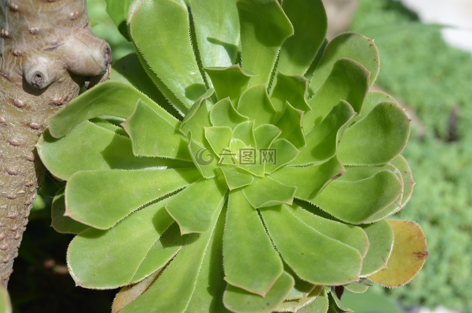 綠色的植物,北阿坎德邦,印度