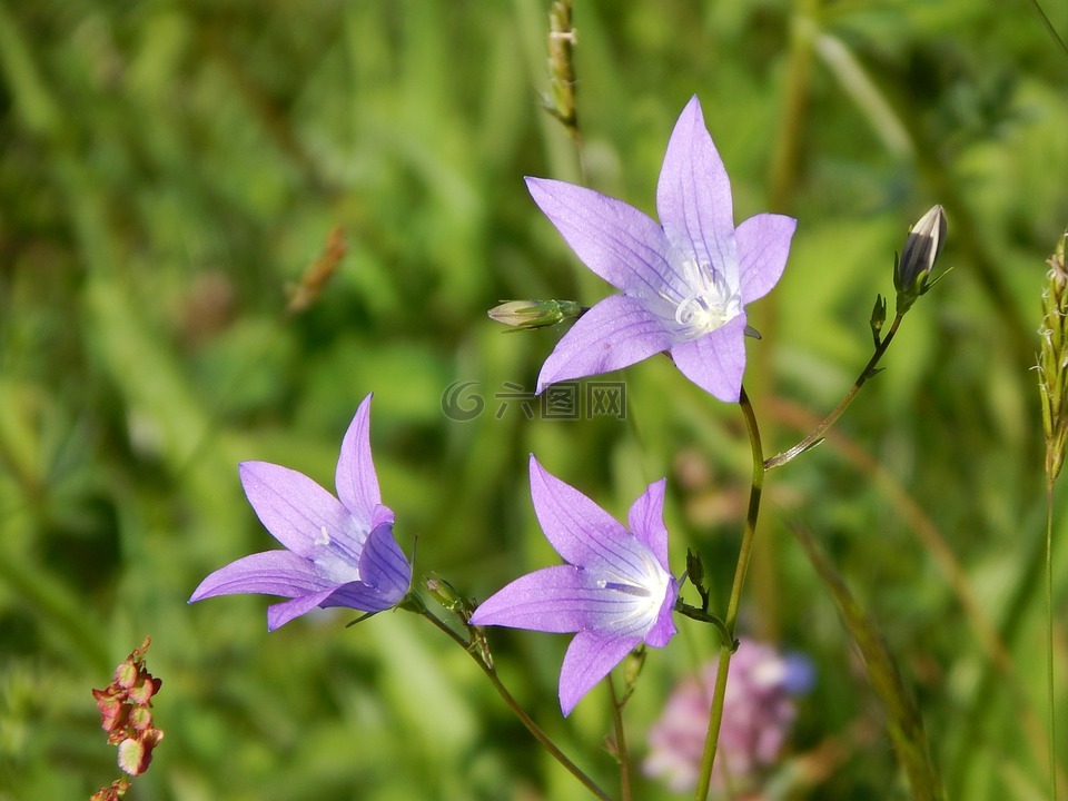 桔梗,夏季,開(kāi)花