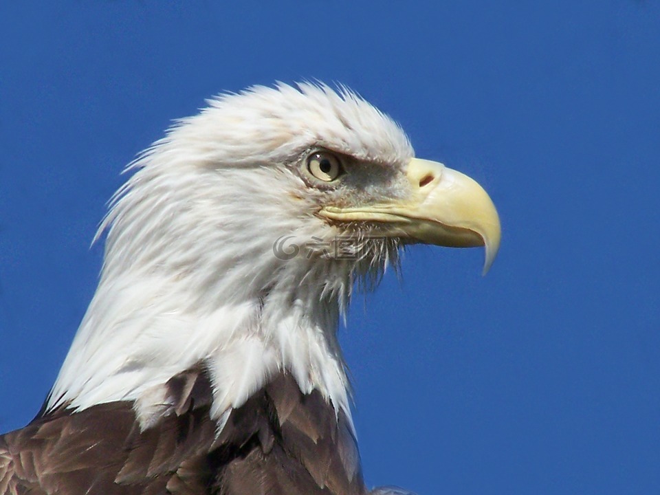 鹰,鸟,动物高清图库素材免费下载(图片编号:7215650)