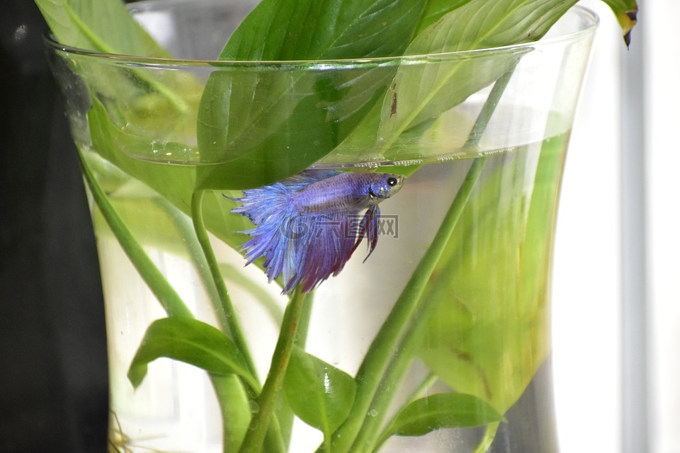公測,魚,斗魚
