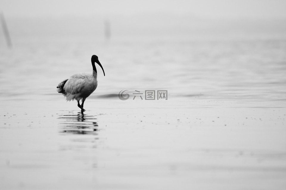 自然,動物,鳥