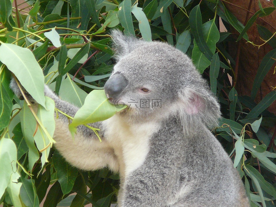 考拉,澳大利亞,動物園