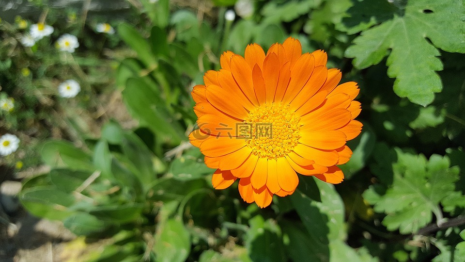 金盞花,萬壽菊,金盞菊