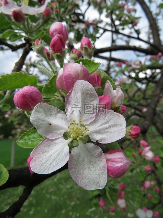 蘋果花,樹,自然