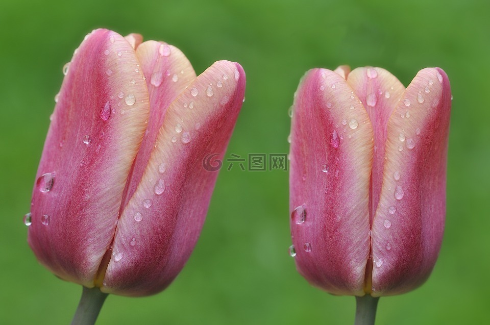 郁金香,鮮花,濕