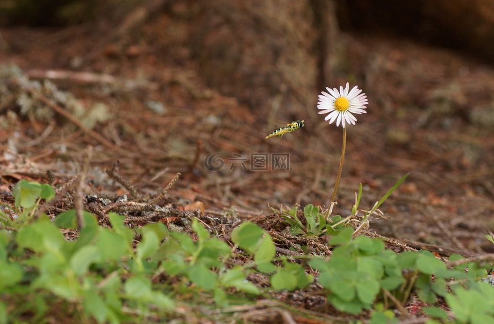 g?nsblümchen,花,草地