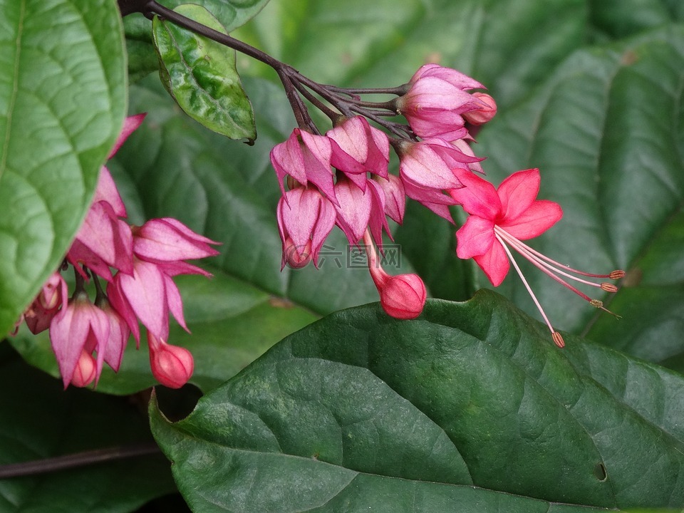 花園,性質(zhì),植物
