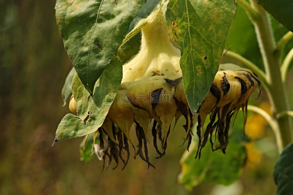 太陽(yáng)花,開(kāi)花,頭