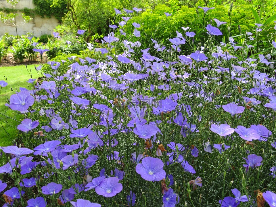 藍色,鮮花,花園