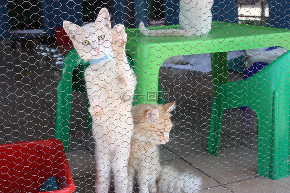猫,犬舍,可爱猫咪