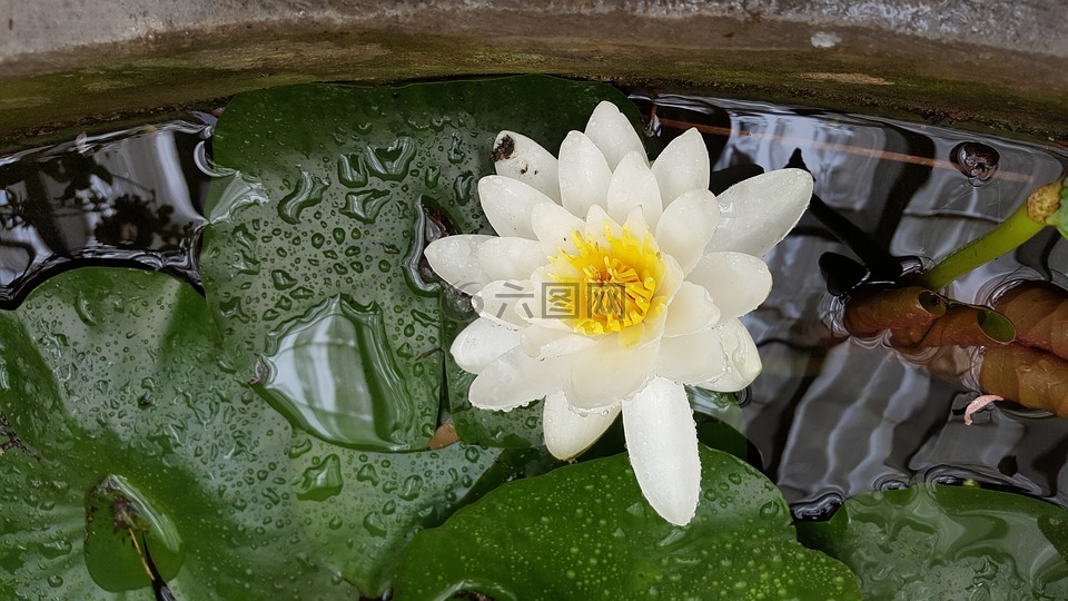 水百合,水廠,池塘