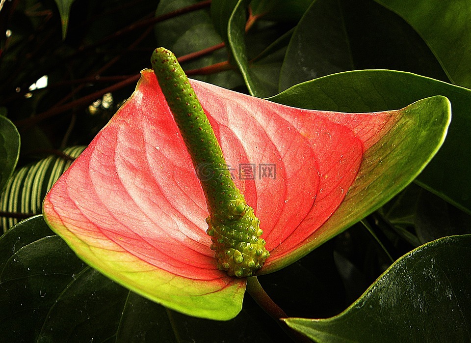 弗拉明戈花,紅掌,紅色