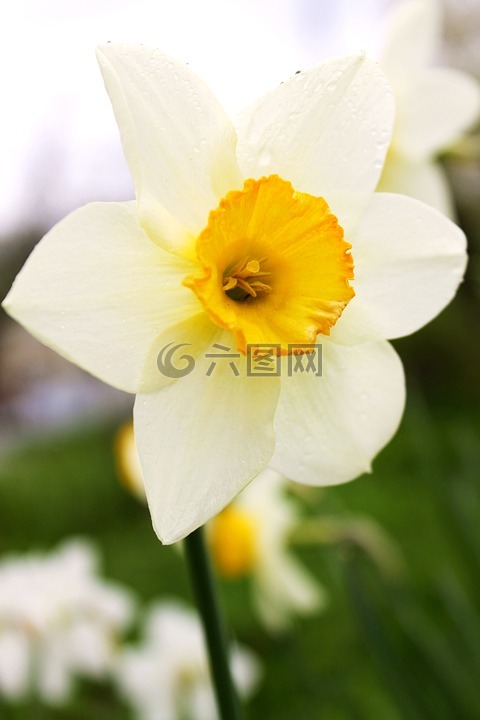 水仙,布盧姆,花