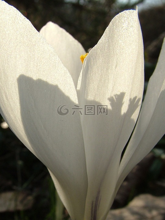 春天,藏紅花,白
