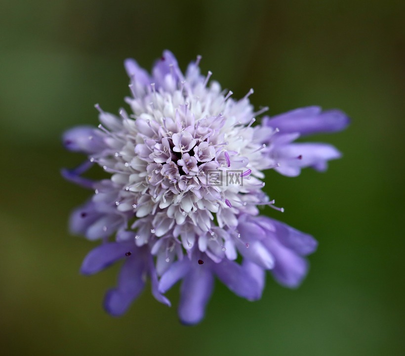 scabious,紫色,藍(lán)色