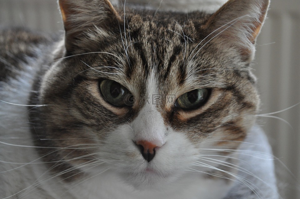 猫,猫的眼睛,猫脸