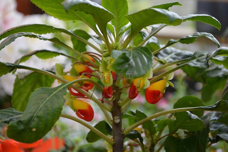 鮮花,植物,鳳仙花扎伊爾