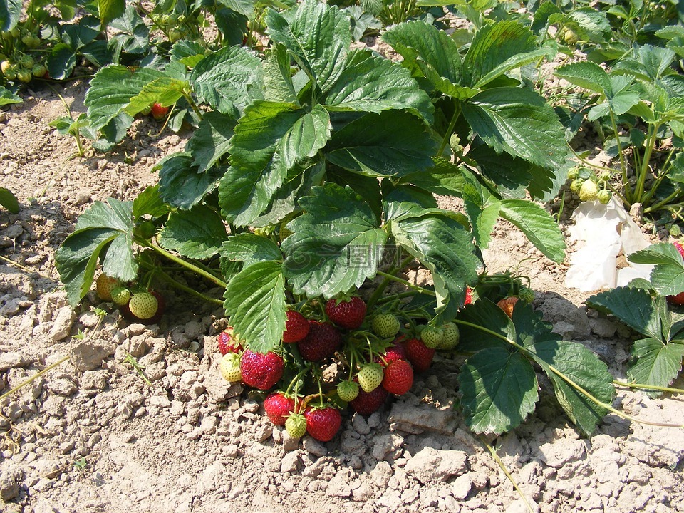 草莓,草莓灌木叢,農(nóng)業(yè)
