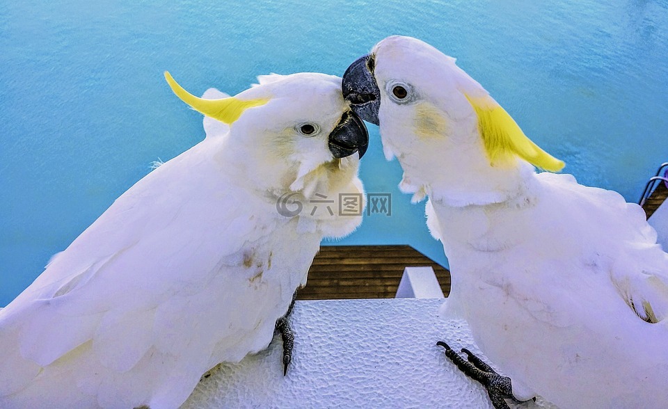 鸚鵡,白鳥,動物