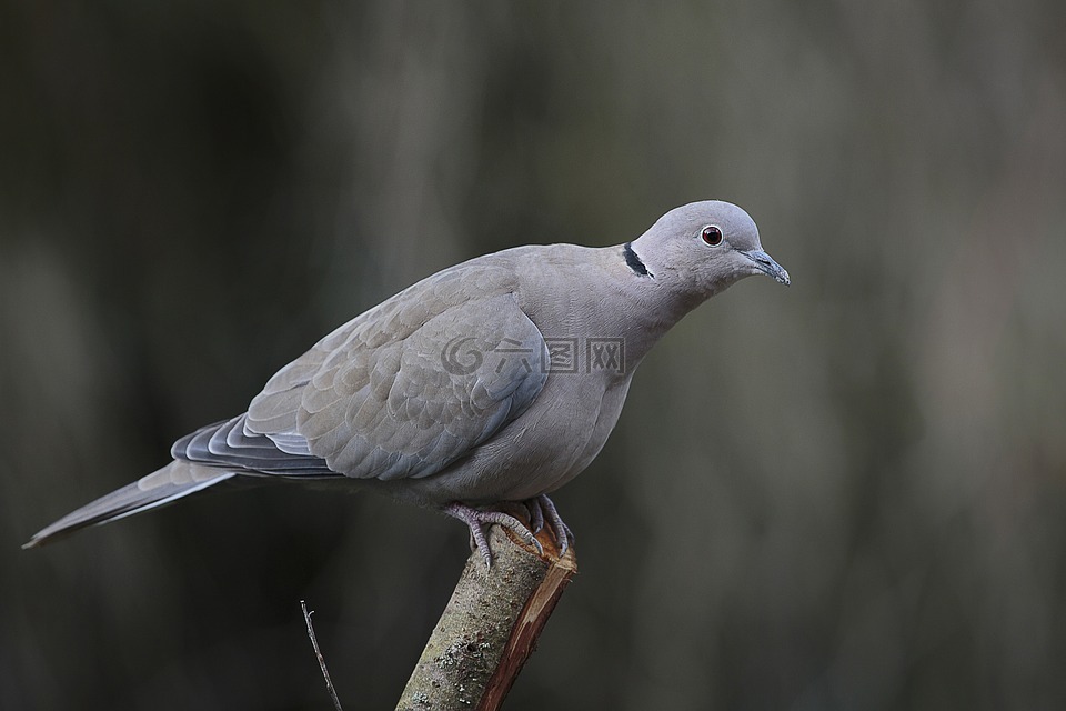 鵓,鳥,動物區(qū)系