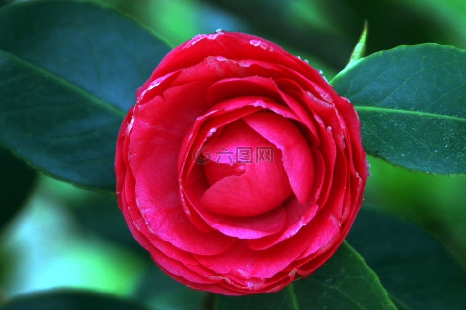 花,紅色,綠色