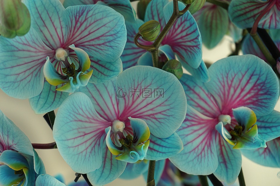 蘭花,鮮花,開花