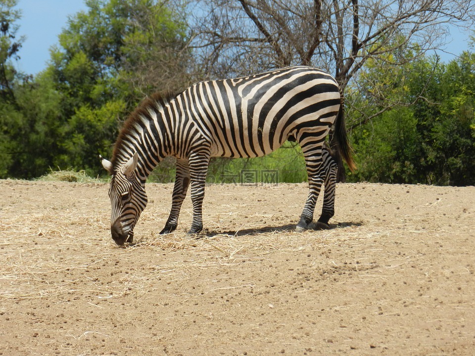 斑馬,非洲,動物園