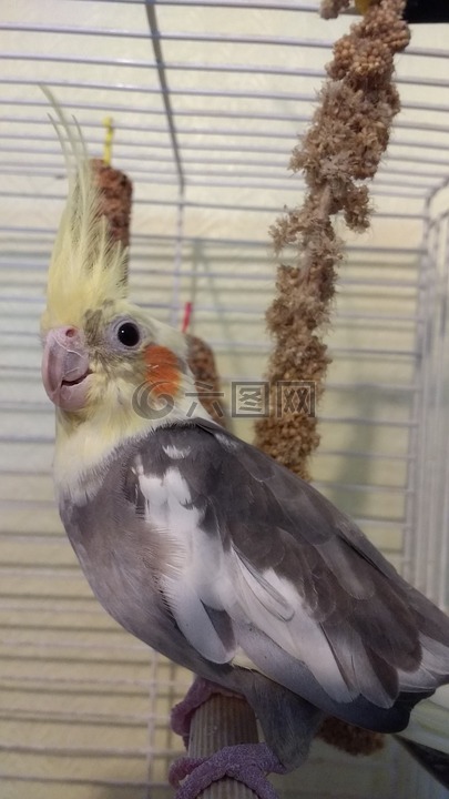 鸚鵡,鳥,寵物