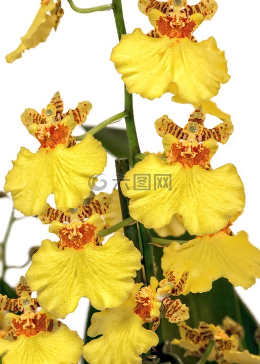 文心蘭,蘭花,黃色